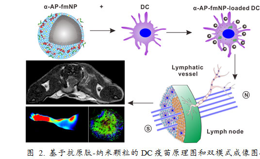 抗原肽-纳米疫苗原理图和α-ap-fnp的淋巴结靶向与肿瘤免疫治疗